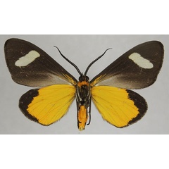 /filer/webapps/moths/media/images/T/tamsi_Pitthea_AM_ZSMb.jpg