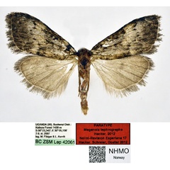 /filer/webapps/moths/media/images/T/tephrographa_Meganola_PT_NHMO.jpg