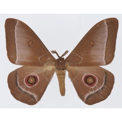 /filer/webapps/moths/media/images/L/licharbas_Bunaeopsis_AM_Basquin_03.jpg