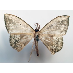/filer/webapps/moths/media/images/S/subviridata_Somatina_AM_Sircoulomb.jpg