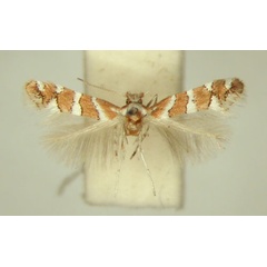 /filer/webapps/moths/media/images/B/brachylaenae_Phyllonorycter_HT_TMSA6414.jpg