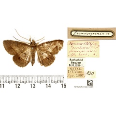 /filer/webapps/moths/media/images/F/fumipennis_Gracilodes_HT_BMNH.jpg