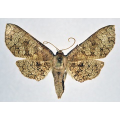 /filer/webapps/moths/media/images/S/spilotata_Opula_AF_NHMO.jpg