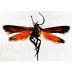 /filer/webapps/moths/media/images/F/fuscipennis_Eretmocera_LT_BMNHb.jpg