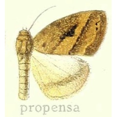 /filer/webapps/moths/media/images/P/propensa_Laelia_HT_Hering_23g.jpg