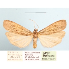 /filer/webapps/moths/media/images/P/peperita_Aroterosia_A_MGCLa_01.JPG