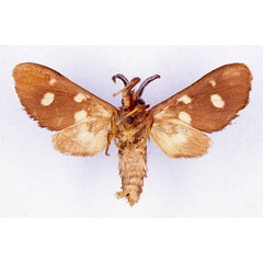 /filer/webapps/moths/media/images/P/parachoria_Anapisa_LT_CMP_02.jpg