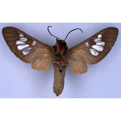 /filer/webapps/moths/media/images/L/laureola_Balacra_STM_BMNH_02.jpg