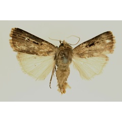 /filer/webapps/moths/media/images/A/atrisigna_Amazonides_AM_RMCA_02.jpg