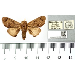 /filer/webapps/moths/media/images/H/hyperocha_Rhypteira_AM_BMNH.jpg