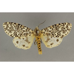 /filer/webapps/moths/media/images/T/thomasi_Alpenus_PTF_BMNH.jpg