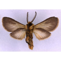 /filer/webapps/moths/media/images/T/tricolor_Metarctia_PT_MNHN_02.jpg