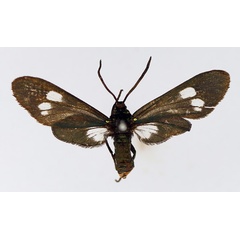 /filer/webapps/moths/media/images/V/virescens_Tascia_AM_TMSA.jpg