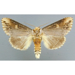 /filer/webapps/moths/media/images/L/lydenburgi_Phalera_A_RMCA_01.jpg