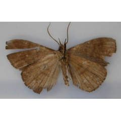 /filer/webapps/moths/media/images/M/marmorata_Aburina_HT_RMCA_02.jpg