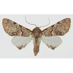 /filer/webapps/moths/media/images/A/alboporphyrea_Thiacidas_AM_Aulombard.jpg