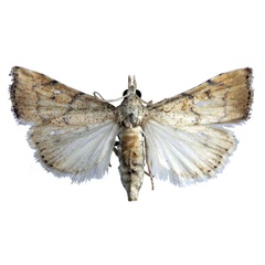 /filer/webapps/moths/media/images/M/maesi_Ptychopseustis_HT_ABSRC.jpg