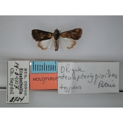 /filer/webapps/moths/media/images/S/stenopterygioides_Oligia_HT_RMCA_01.jpg