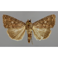 /filer/webapps/moths/media/images/C/capensis_Condica_A_RMCA_01.jpg