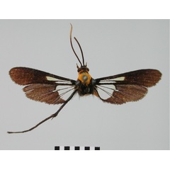 /filer/webapps/moths/media/images/F/flavifrons_Tipulamima_AF_BMNH.jpg