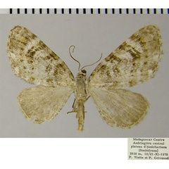 /filer/webapps/moths/media/images/P/pauliani_Eupithecia_AM_ZSM.jpg