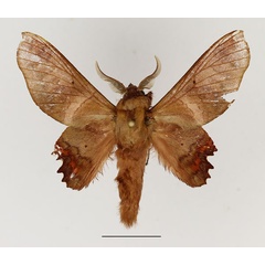 /filer/webapps/moths/media/images/S/sidha_Opisthodontia_AM_Basquin.jpg