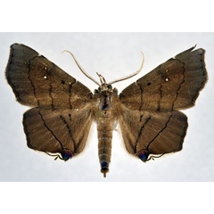 /filer/webapps/moths/media/images/N/nysa_Gracilodes_AM_NHMO.jpg