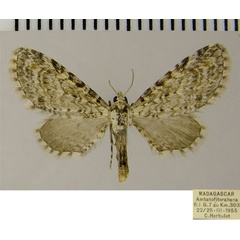 /filer/webapps/moths/media/images/H/hydrargyrea_Eupithecia_AF_ZSM.jpg