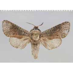 /filer/webapps/moths/media/images/C/camparia_Brachylia_PTM_ZMHB.jpg