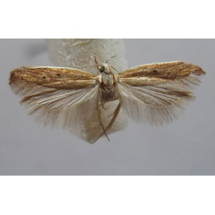 /filer/webapps/moths/media/images/P/phoenaula_Athrips_AM_TMSA.jpg