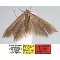 /filer/webapps/moths/media/images/A/agassizi_Scythris_HT_BMNH.jpg