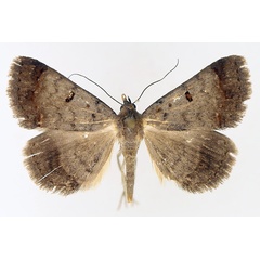 /filer/webapps/moths/media/images/M/melanoscia_Plecoptera_AM_TMSA_02.jpg