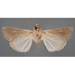 /filer/webapps/moths/media/images/N/nigricincta_Xylomania_HT_MfNb.jpg