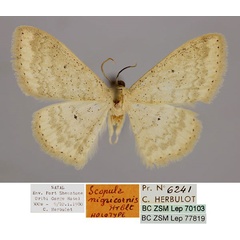 /filer/webapps/moths/media/images/N/nigricornis_Scopula_HT_ZSM_01.jpg