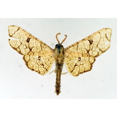 /filer/webapps/moths/media/images/R/reticulatus_Chrysotypus_AM_TMSA.jpg