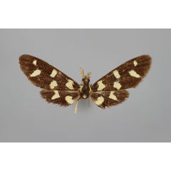 /filer/webapps/moths/media/images/L/leopardina_Maculonaclia_A_BMNH.jpg
