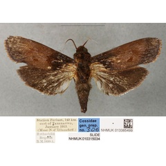 /filer/webapps/moths/media/images/V/viettei_Pseudocossus_HT_BMNH.jpg