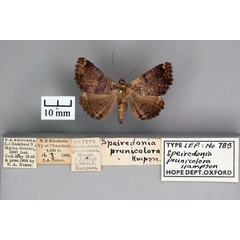 /filer/webapps/moths/media/images/P/prunicolora_Speiredonia_PT_OUMNH_01.jpg