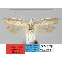 /filer/webapps/moths/media/images/P/pallida_Athrips_HT_ZMHB.jpg