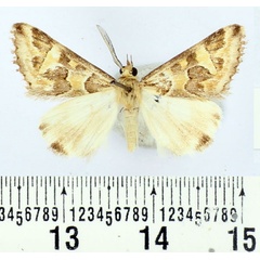 /filer/webapps/moths/media/images/S/sana_Cerocala_AM_BMNH.jpg