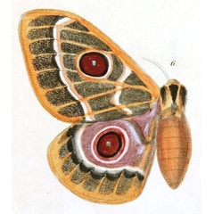 /filer/webapps/moths/media/images/Z/zaddachii_Saturnia_HT_Dewitz_1879_2-6.jpg