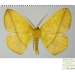/filer/webapps/moths/media/images/P/piperita_Epigynopteryx_AM_ZSMa.jpg
