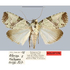 /filer/webapps/moths/media/images/M/malagasy_Blenina_HT_MNHN.jpg