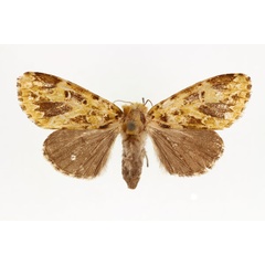 /filer/webapps/moths/media/images/V/vitanvali_Nyodes_AF_RMCA.jpg