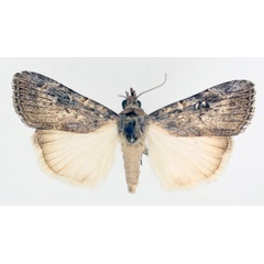 /filer/webapps/moths/media/images/W/waterbergensis_Hypotacha_A_TMSA_01.jpg