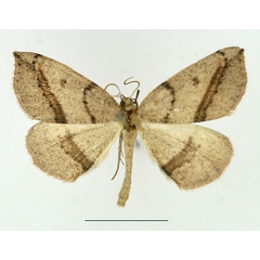 /filer/webapps/moths/media/images/D/distolochorda_Pareclipsis_AM_TMSA.jpg