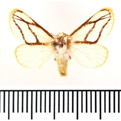 /filer/webapps/moths/media/images/I/invitabilis_Parapluda_AF_BMNH.jpg