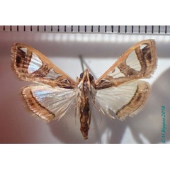 /filer/webapps/moths/media/images/B/boseae_Glyphodes_A_Bippus.jpg