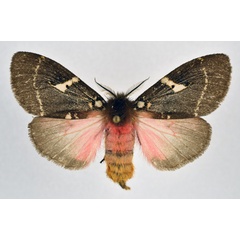 /filer/webapps/moths/media/images/M/modesta_Morasa_AF_NHMO.jpg