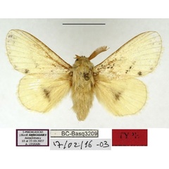 /filer/webapps/moths/media/images/X/xeros_Chionodiptera_HT_MNHN.jpg